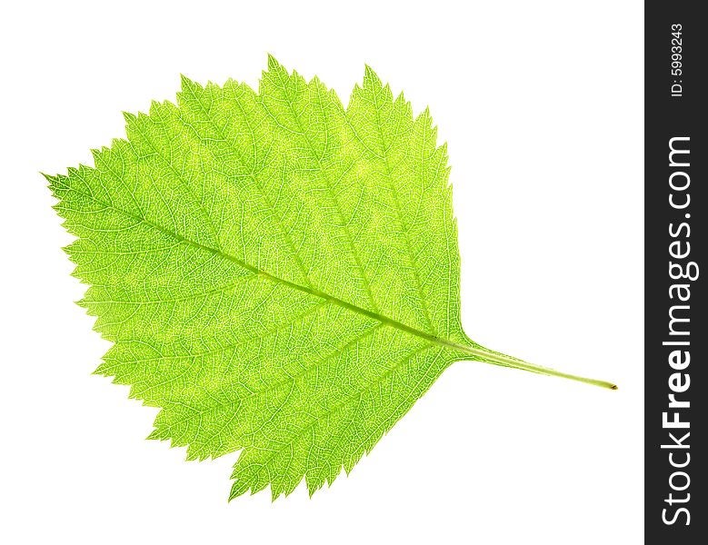 Leaf on a gleam, capillaries of a leaf are visible