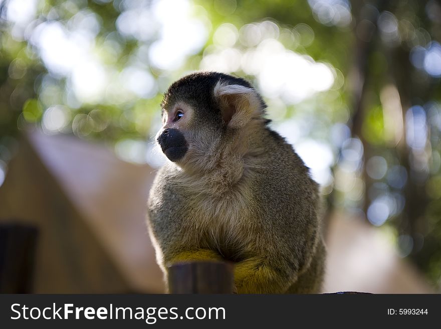 Adorable squirrel monkey sitting on a fence in a wildlife sanctuary.