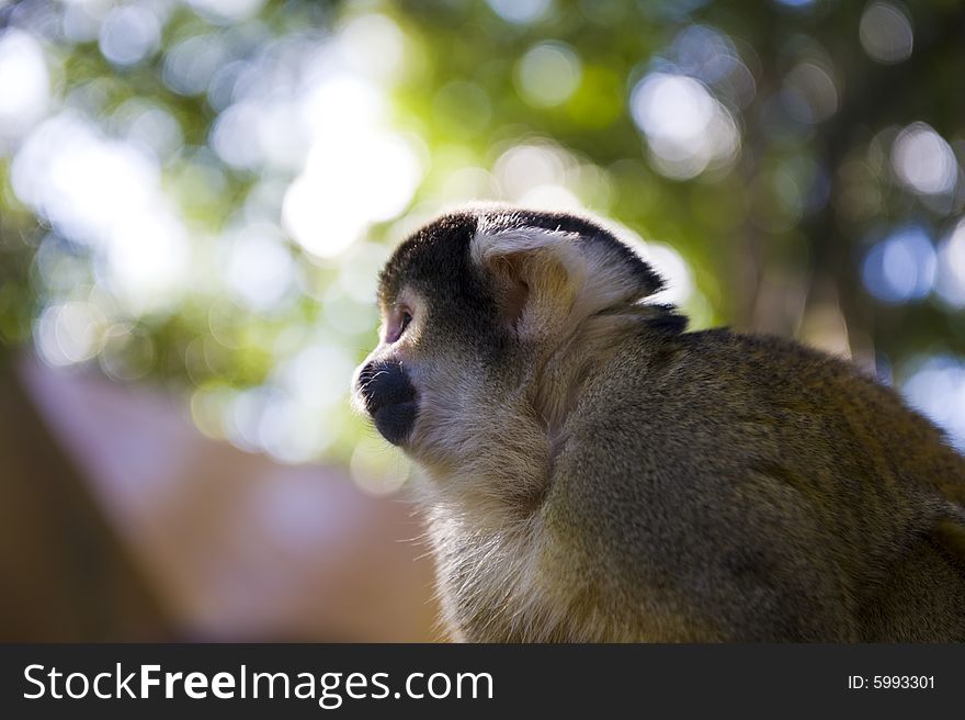 Adorable squirrel monkey sitting on a fence in a wildlife sanctuary.