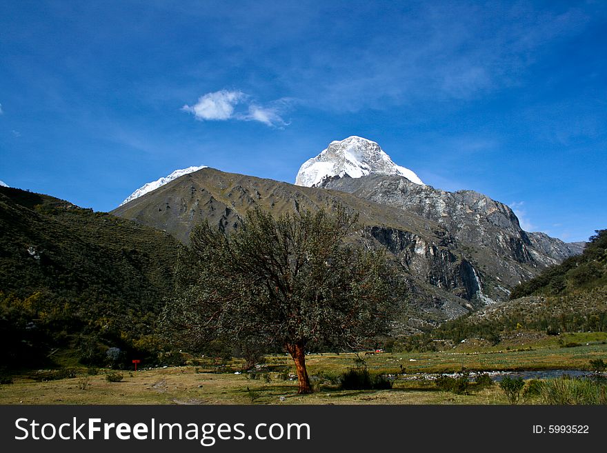 A tree in a valley near Huaraz, Peru