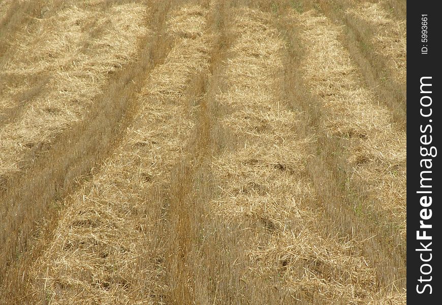 Field of wheat after harvest