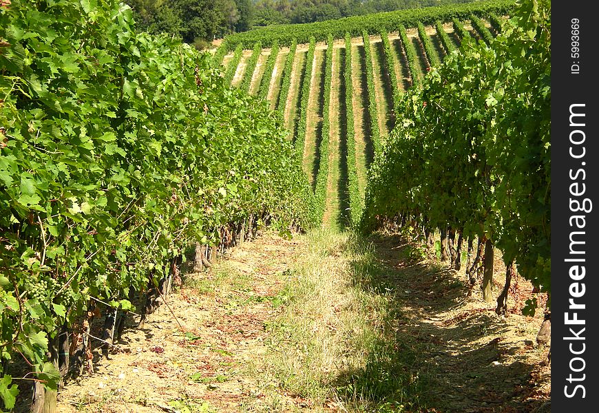 Cultivation of the vine in the land of Tuscany. Cultivation of the vine in the land of Tuscany