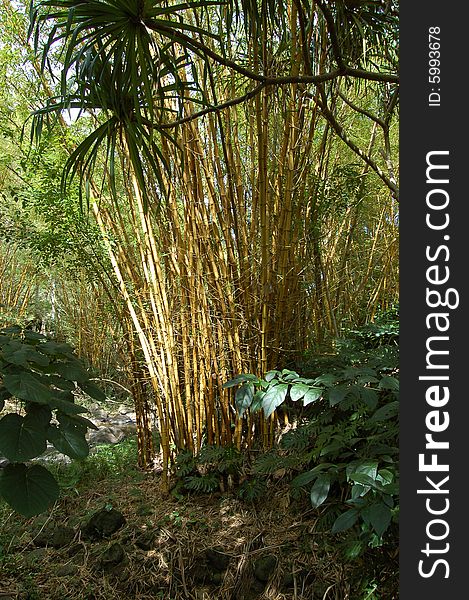 Valley of bamboo shoots growing in the wild