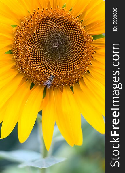 Sunflower background for your design