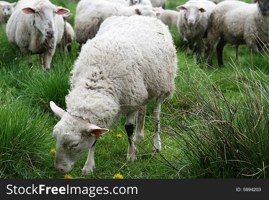 White sheep eating grass, Poland