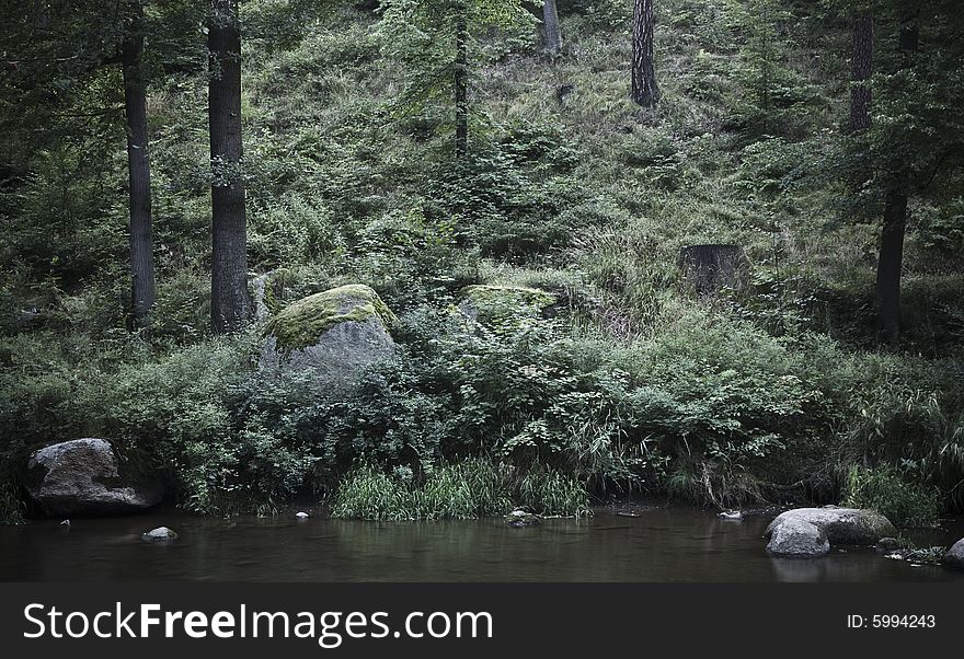 Forest on the riverside with big rocks, trees, moss and other vegetation. Poland.