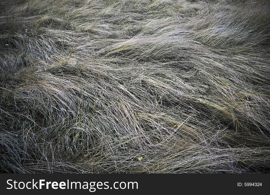 Dry grass on the meadow. Poland.