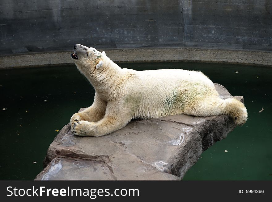 A polar bear lying on a rock abowe water pool. A polar bear lying on a rock abowe water pool