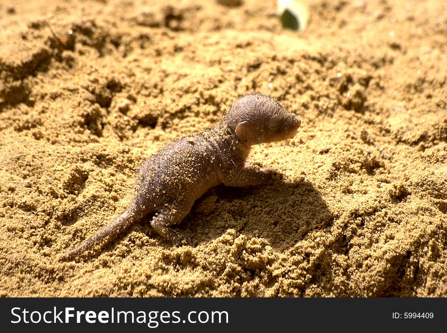 Little banded mongoose baby