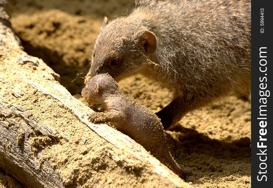 Little banded mongoose (Mungos mungo) baby just born with mother in background exploring the world. Little banded mongoose (Mungos mungo) baby just born with mother in background exploring the world