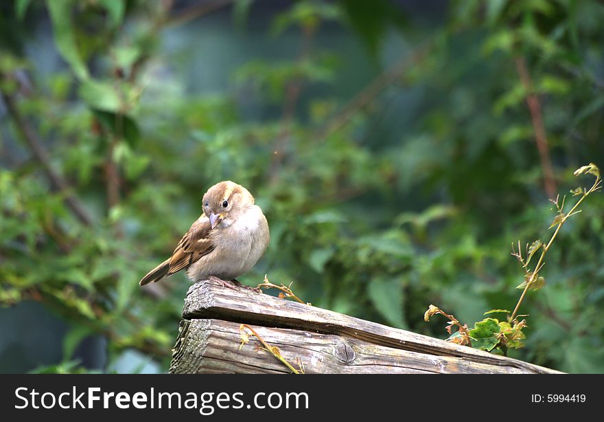 A little bird sitting on a wooden trunk