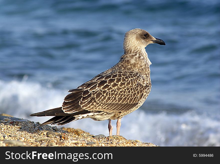 A seagull with black head stands by the sea. A seagull with black head stands by the sea