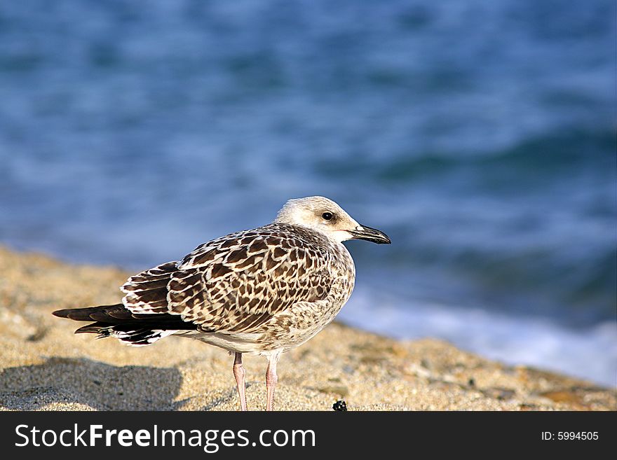 A seagull with white head stands by the sea. A seagull with white head stands by the sea