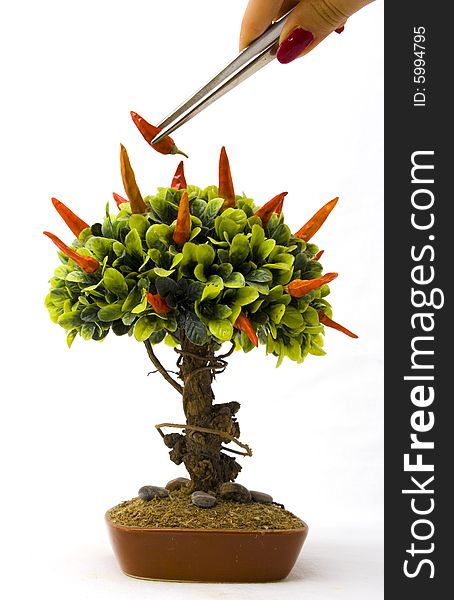 Chillipeppers on bonsai tree under construction