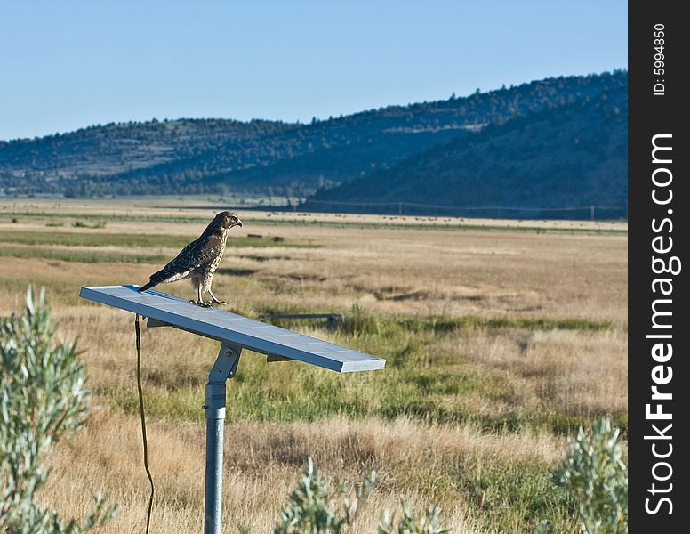 Hawk On Solar Panel