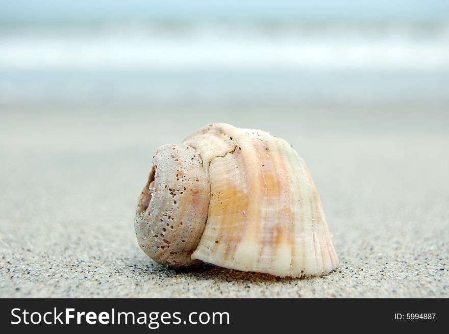 Small sea shell at a lonely tropical beach. Small sea shell at a lonely tropical beach