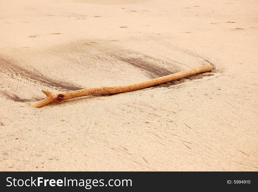 A piece of drift wood on a beach