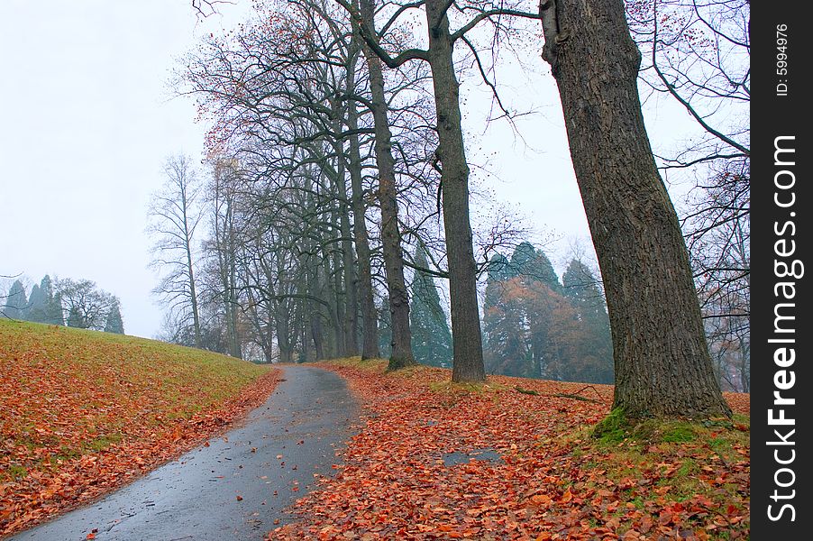 Autumn in the park. Rain. Yellow leaves on a wet grass along road. 
Naked trees along the side of a road. Autumn in the park. Rain. Yellow leaves on a wet grass along road. 
Naked trees along the side of a road.