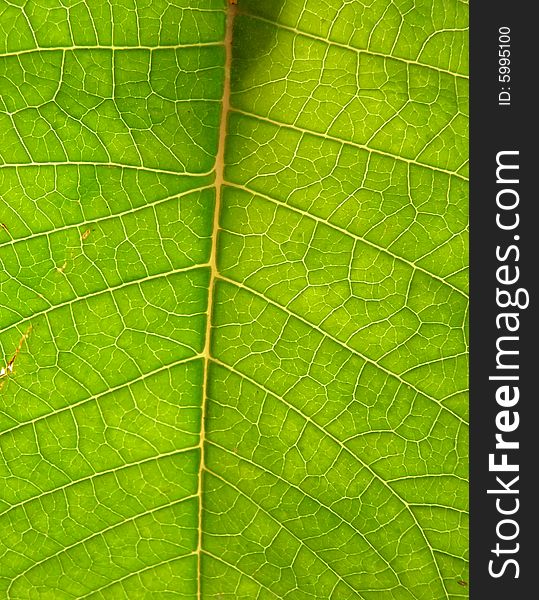 A background texture of the underside of a green leaf. A background texture of the underside of a green leaf.