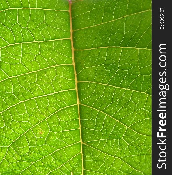 A background texture of the underside of a green leaf. A background texture of the underside of a green leaf.