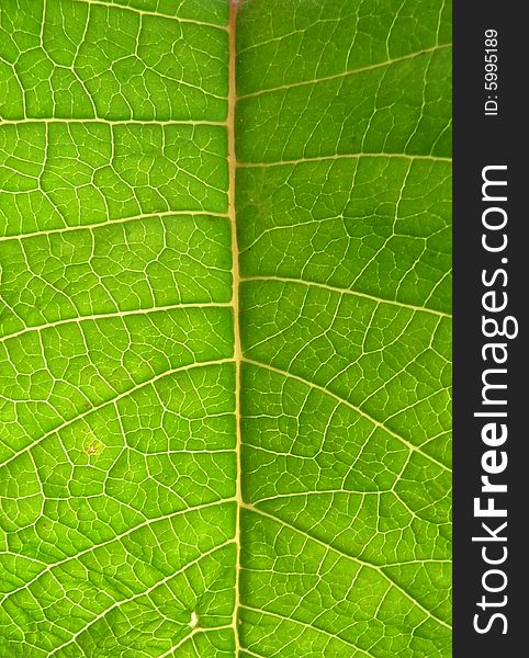 A background texture of the underside of a green leaf. A background texture of the underside of a green leaf.