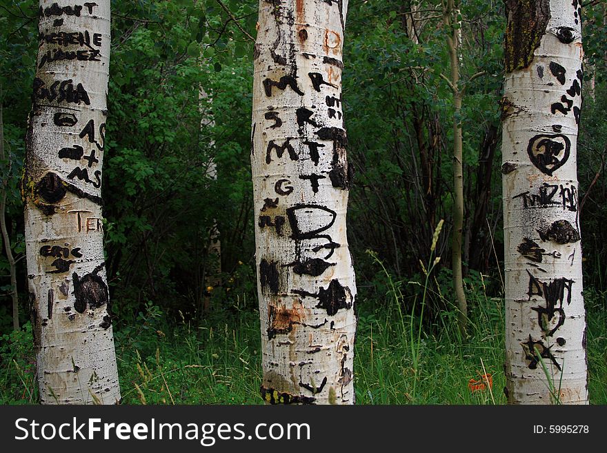 Tree graffiti on these Aspens in Colorado