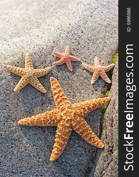Starfishes leaning on a stone. Summer illustration