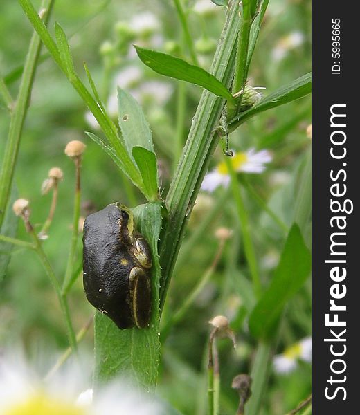 A small frog on a branch of flower