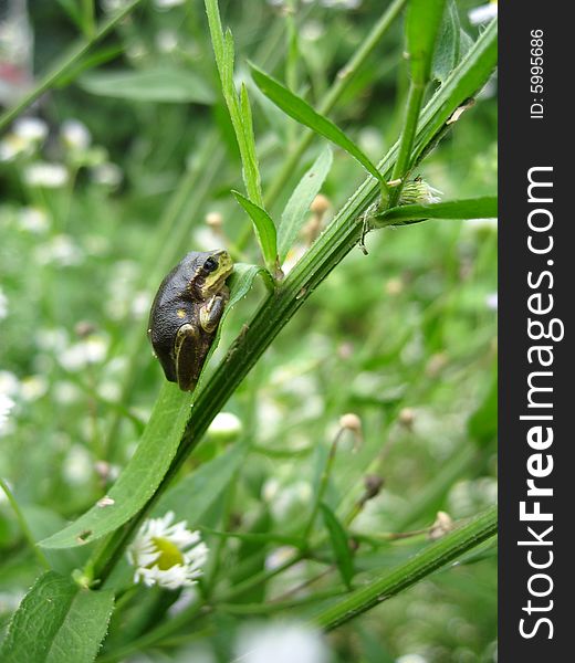 A small frog on a branch of flower