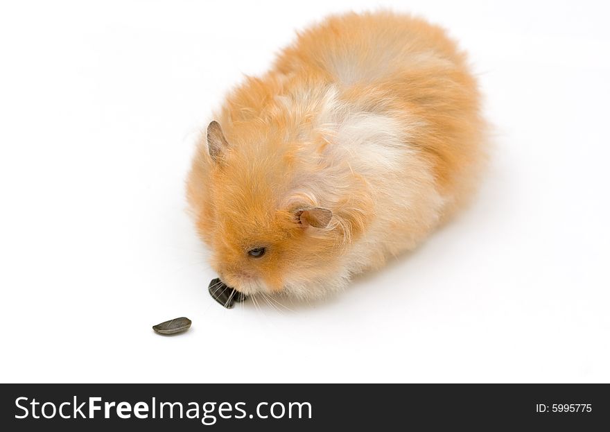 Orange color syrian hamster with sunflower. Orange color syrian hamster with sunflower