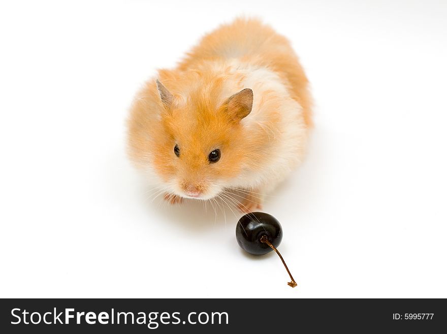 Orange color syrian hamster with cherry. Orange color syrian hamster with cherry