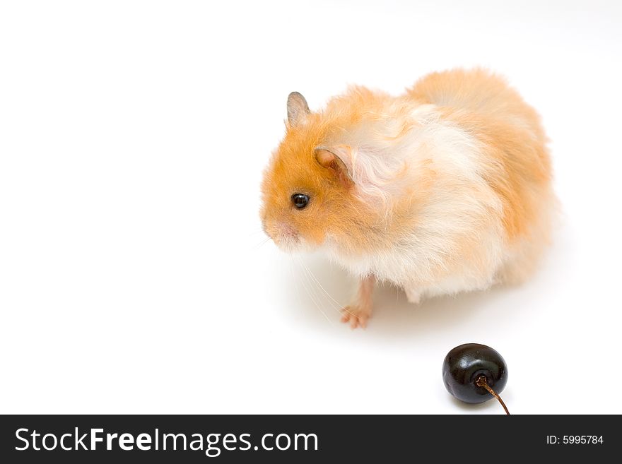 Orange color syrian hamster with cherry. Orange color syrian hamster with cherry