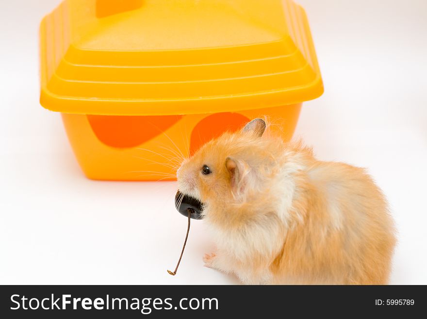 Orange color syrian hamster and yellow house. Orange color syrian hamster and yellow house