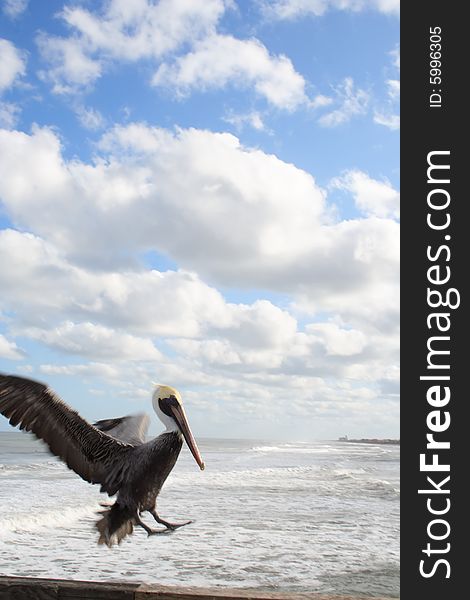 Pelican Lands On Pier