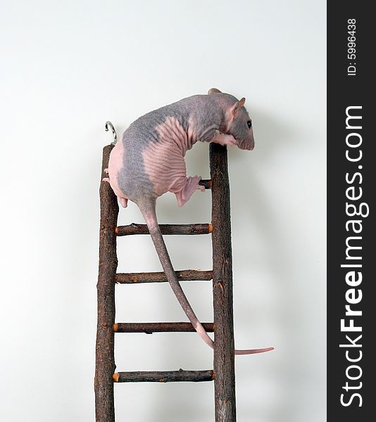 Furless rat on climbing a toy staircase. Furless rat on climbing a toy staircase