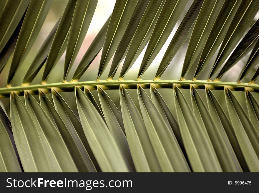 Palm Tree Leafs