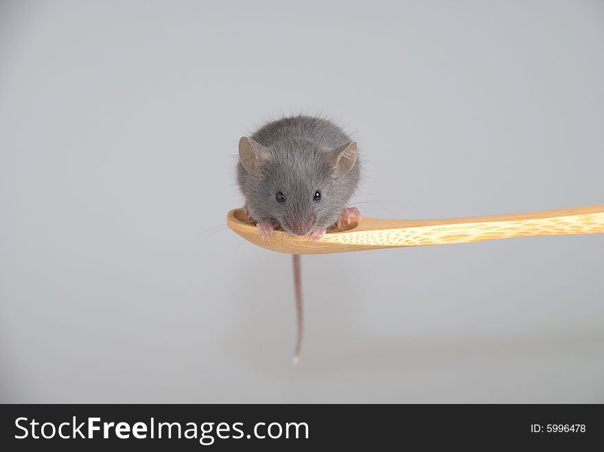 A little mouse on a wooden spoon, isolated on a gray background