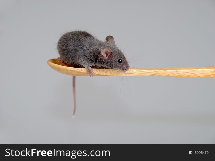 Mouse on a wooden spoon, isolated on gray background