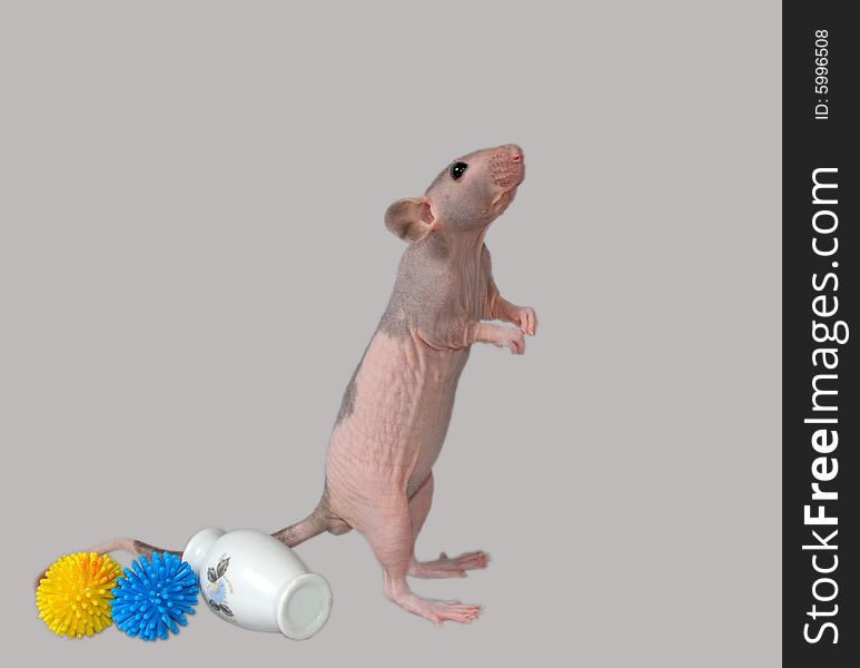Furless rat with colored plastic toys studying its environment, isolated on gray background