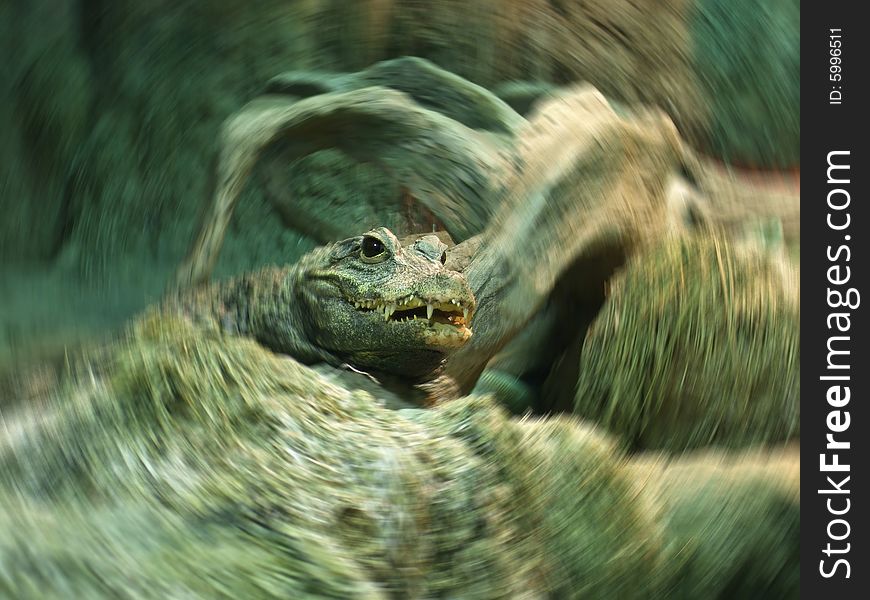 A large crocodile looking at camera and a bit to the side