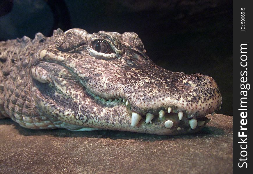 A small crocodile's head, looking to the side, brown, on black