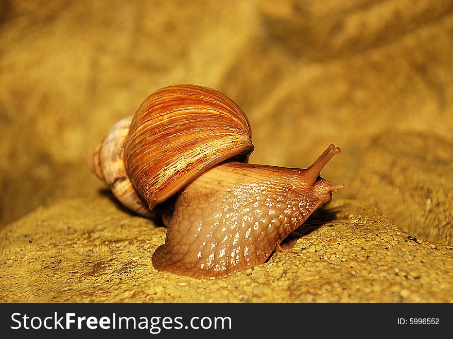A large snail on a sandstone-like surface