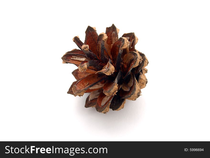 Brown pine-cones on white background