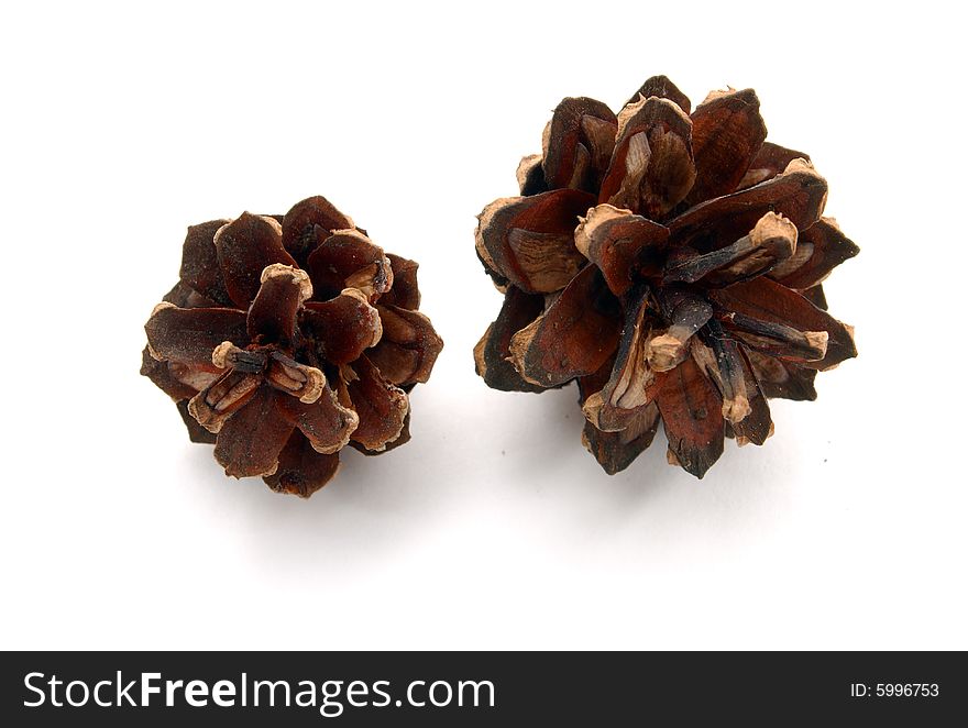 Brown pine-cones on white background