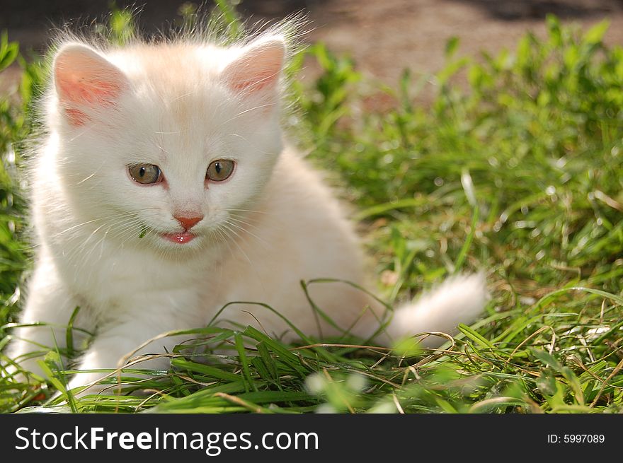 One month old white kitten chewing grass