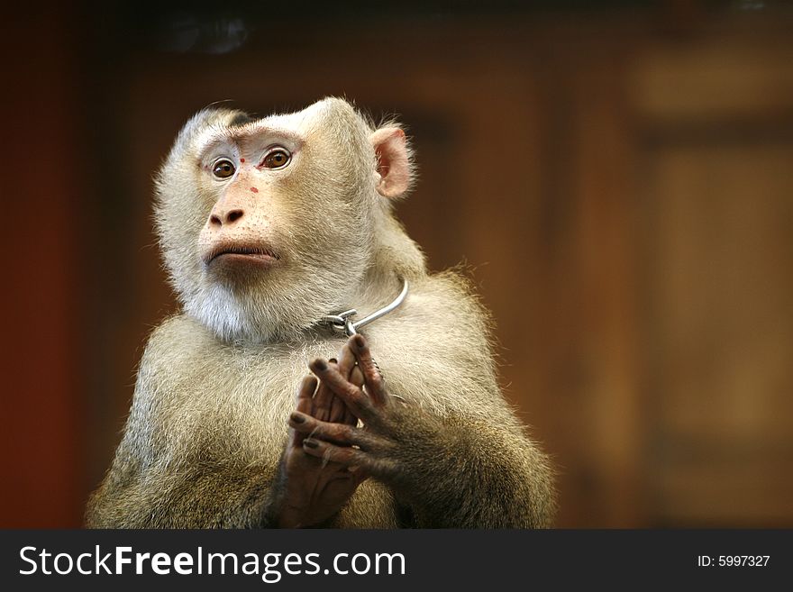 A smart monkey in a show at a zoo