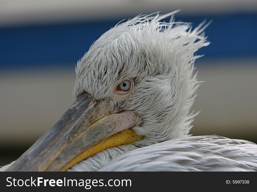 Pelican head closeup