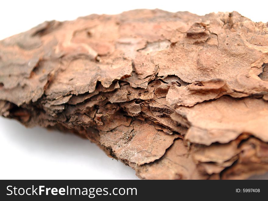 Bark of tree on white background