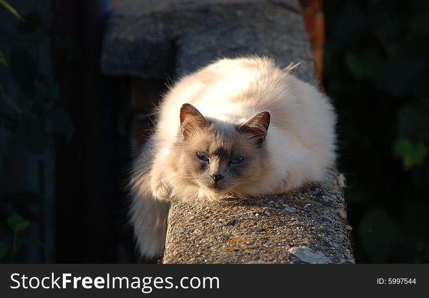 Cat waking up from sleep and lying on a brick fence. Cat waking up from sleep and lying on a brick fence