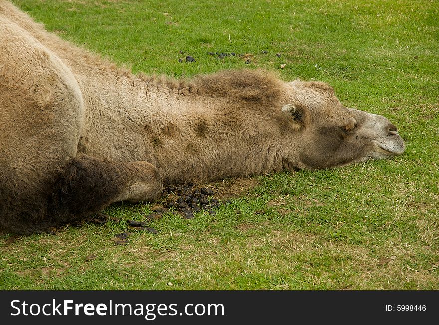 A sleeping camel enjoys a peaceful moment. A sleeping camel enjoys a peaceful moment